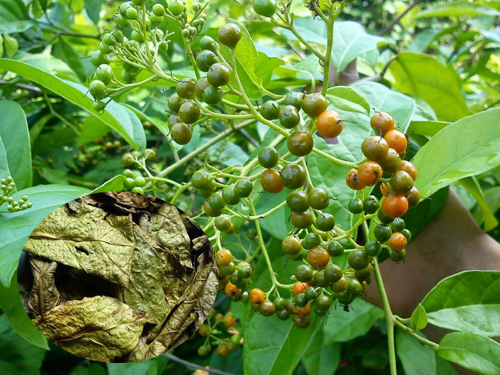 Cây xạ đen